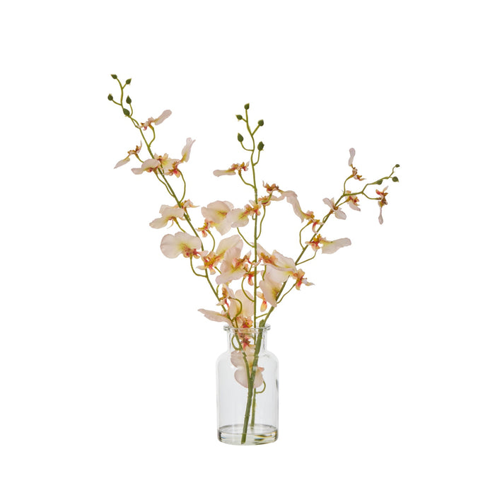 NSIMG-SHA256:dc5c5178a2ce0c1297aeea592a5516adab2b77a25e1e5d4bb0dfe699f931f3e1 · Isalbi Rogue Dancing Orchid - Specimen Cream