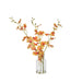 NSIMG-SHA256:e2220ee96d2db054766938cbf7528488afa8ec2822c9dff78ca1877609beb180 · Isalbi Rogue Dancing Orchid - Specimen Orange