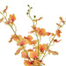 NSIMG-SHA256:b9abcdfb8dd8cd3b4d4cfaeac07a9e7fd1a8533d81eba0049a7ed28d2e5da190 · Isalbi Rogue Dancing Orchid - Specimen Orange
