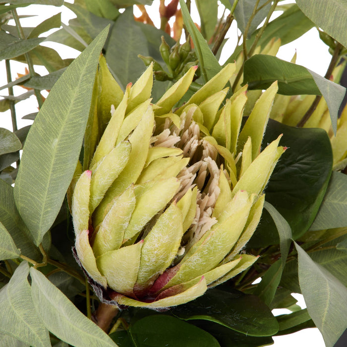 NSIMG-SHA256:c1ad0a58b1e8fee98fcb5dd959321fc6a2dcdf99a54a393696aa5dee3b2a41f4 · Isalbi Rogue Protea Kangaroo Paw - Claire Green & Orange