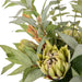 NSIMG-SHA256:7e42acdb807bc45999c8cac0e9292a0cdb8f8ffe432ff1f05e7afd1eec3914e2 · Isalbi Rogue Protea Kangaroo Paw - Claire Green & Orange