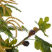 NSIMG-SHA256:0a8ad655bf1898b6f33baf954f08ed5a5dc284a03823e51ee692732375c42f5f · Isalbi Rogue Fig Catkin Mix - Rachel Green & Brown