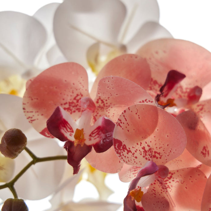 NSIMG-SHA256:1a5b2bb13aba6d0c5ee663ba9d3ce9cc5ec9f568084664de372213b6c3d39fd0 · Isalbi Rogue Phalaenopsis - Glass Vase Pink