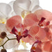 NSIMG-SHA256:1a5b2bb13aba6d0c5ee663ba9d3ce9cc5ec9f568084664de372213b6c3d39fd0 · Isalbi Rogue Phalaenopsis - Glass Vase Pink