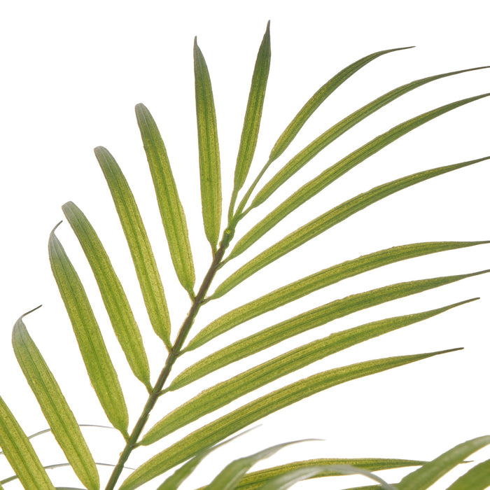 NSIMG-SHA256:abe993badd0345d5e735e3713d870034733f3f956dafcab630996be035b9648a · Isalbi Rogue Palm Tree - Antibes Green