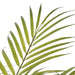 NSIMG-SHA256:abe993badd0345d5e735e3713d870034733f3f956dafcab630996be035b9648a · Isalbi Rogue Palm Tree - Antibes Green