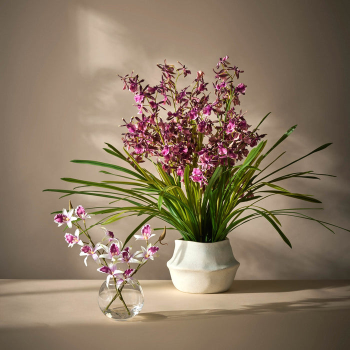NSIMG-SHA256:f06a6cfa4ac69fbd1222fa713550eaacec271800068e5b72ba0091d060636471 · Isalbi Rogue Dendrobium Plant - Maliah Burgundy & Green