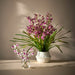 NSIMG-SHA256:f06a6cfa4ac69fbd1222fa713550eaacec271800068e5b72ba0091d060636471 · Isalbi Rogue Dendrobium Plant - Maliah Burgundy & Green