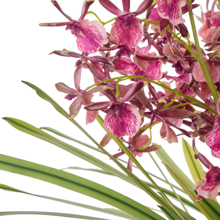 NSIMG-SHA256:90715a948a19eb4281316d5f304e1f945ff40db5dfbdbc0780f0c7de38a749f0 · Isalbi Rogue Dendrobium Plant - Maliah Burgundy & Green