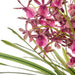 NSIMG-SHA256:90715a948a19eb4281316d5f304e1f945ff40db5dfbdbc0780f0c7de38a749f0 · Isalbi Rogue Dendrobium Plant - Maliah Burgundy & Green