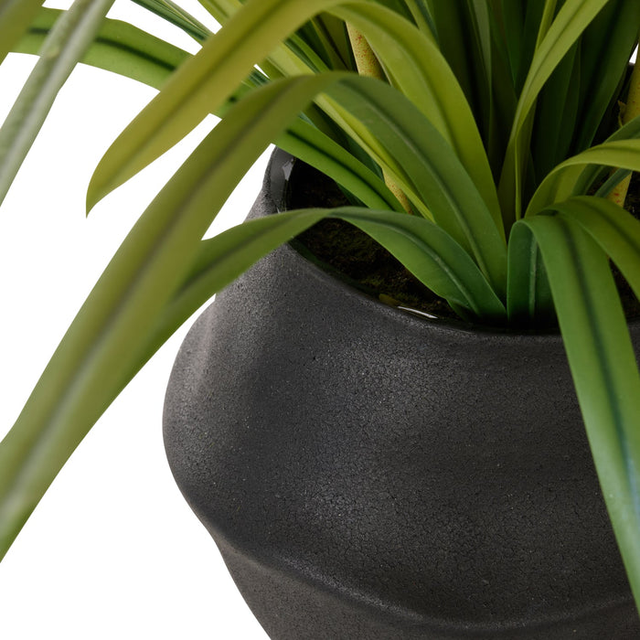NSIMG-SHA256:cb2c102cecd132dec8ce502ea6b27247906cf8543a9e0553aae7eee54997082a · Isalbi Rogue Dendrobium Plant -Maliah Orange & Green