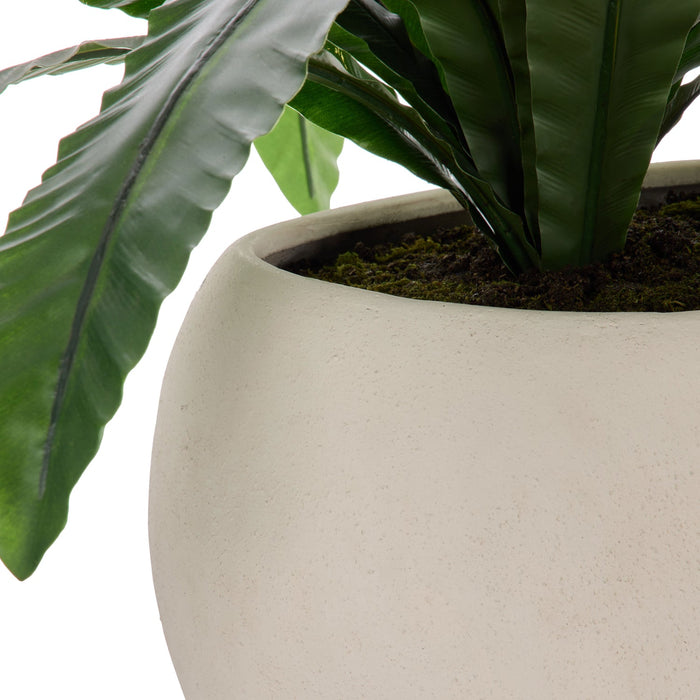 NSIMG-SHA256:30492d1cd237cb48f7fb8e2b930ee1f51897d448567747e36cfa97ae28c806fb · Isalbi Rogue Birds Nest Fern - Lyon UV Green