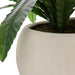 NSIMG-SHA256:30492d1cd237cb48f7fb8e2b930ee1f51897d448567747e36cfa97ae28c806fb · Isalbi Rogue Birds Nest Fern - Lyon UV Green