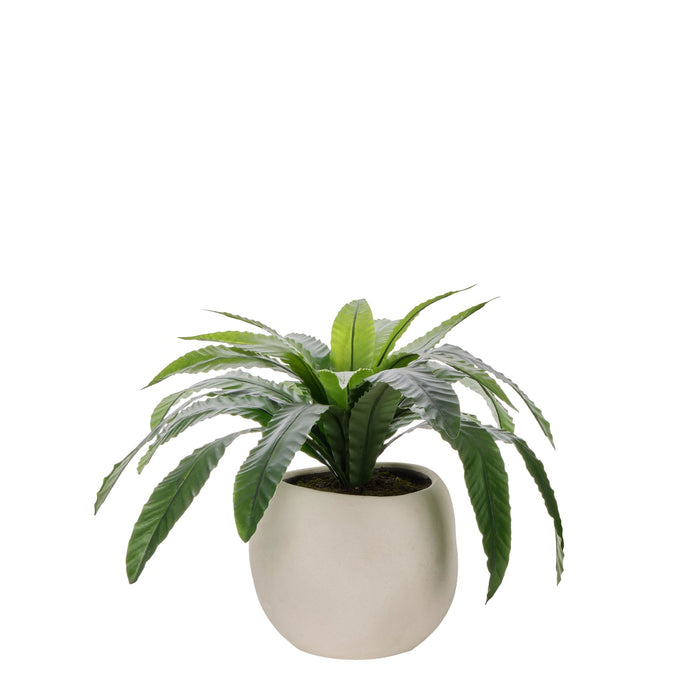 NSIMG-SHA256:592454ede0072b0010c7a0e8d1da1cc5c13b1599fae9182effe5c6cf1404610a · Isalbi Rogue Birds Nest Fern - Lyon UV Green
