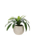 NSIMG-SHA256:592454ede0072b0010c7a0e8d1da1cc5c13b1599fae9182effe5c6cf1404610a · Isalbi Rogue Birds Nest Fern - Lyon UV Green