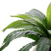 NSIMG-SHA256:129ff3cd63d612899e52a0d629926130b1eda9f5503b7adf898a7f1fa10a8ac9 · Isalbi Rogue Birds Nest Fern - Lyon UV Green