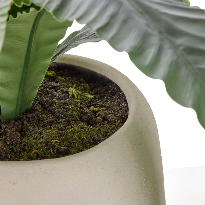 NSIMG-SHA256:bddecdff9c9a8c46e8175a305ee2eb33fa32a8d03e148ebf95457c8b85984f44 · Isalbi Rogue Birds Nest Fern - Lyon UV Green