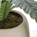 NSIMG-SHA256:bddecdff9c9a8c46e8175a305ee2eb33fa32a8d03e148ebf95457c8b85984f44 · Isalbi Rogue Birds Nest Fern - Lyon UV Green