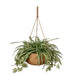 NSIMG-SHA256:729aa92c0879af48135092b4bd0aa8f5b0d4bd37380aaf4cd7d2da701fe15f05 · Isalbi Rogue Spider Plant - Laos Hanging Green & White