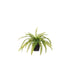 NSIMG-SHA256:3ef490480b649577658d0387d40874084dddfe8b4343c81a89531e950209ee12 · Isalbi Rogue Evergreen Boston Fern - Garden Pot Green
