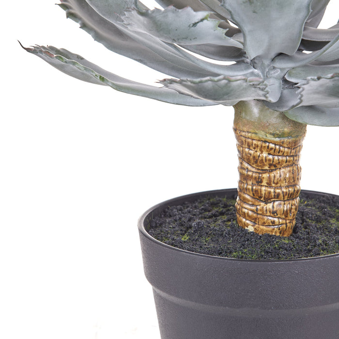 NSIMG-SHA256:6760352fb3c35d124659d9d4ba1efd255dc1ab4a9c560dc98899d03cfc8d7dc7 · Isalbi Rogue Flowering Echeveria - Garden Pot Green & Yellow