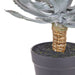NSIMG-SHA256:6760352fb3c35d124659d9d4ba1efd255dc1ab4a9c560dc98899d03cfc8d7dc7 · Isalbi Rogue Flowering Echeveria - Garden Pot Green & Yellow
