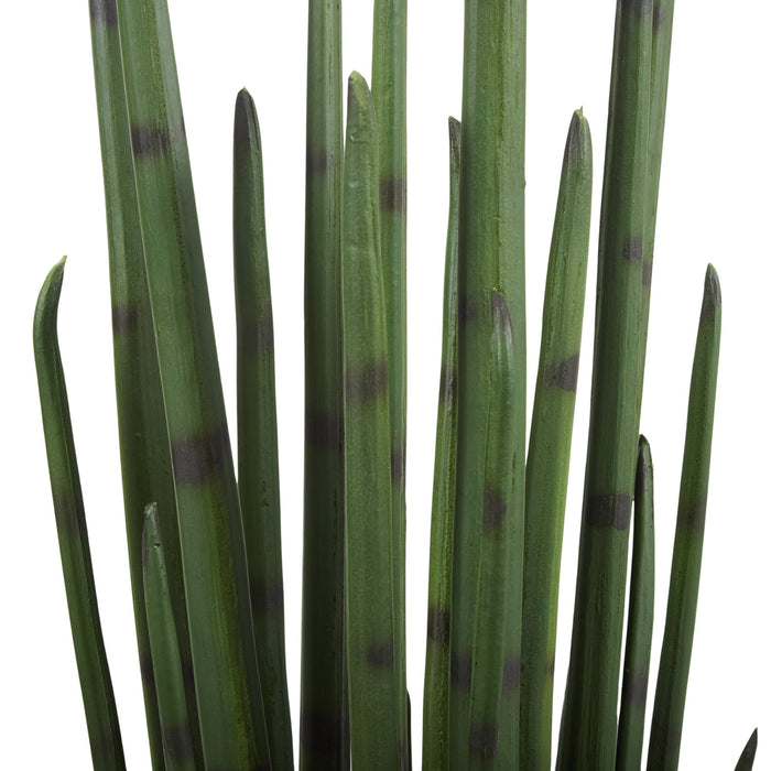 NSIMG-SHA256:ee4b12cdb49a549d1ba897168d97404fda3729ad17fd3a5caffcbc8765009f35 · Isalbi Rogue Sansevieria Plant Green
