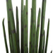 NSIMG-SHA256:ee4b12cdb49a549d1ba897168d97404fda3729ad17fd3a5caffcbc8765009f35 · Isalbi Rogue Sansevieria Plant Green
