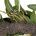 NSIMG-SHA256:054dd9404e8e935e5ea1aa88bb357a32df2afe08d65b378512282029e9213416 · Isalbi Rogue Eucalyptus Wreath Green