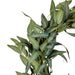 NSIMG-SHA256:8ba359f01365135f88214e6c762d9d9297e591317e6743bd3c606cfed35dccda · Isalbi Rogue Eucalyptus Wreath Green