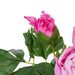 NSIMG-SHA256:f4bf1502157d749cabc3725cc1e4017e0380d0d721536024530548f4d57abda4 · Isalbi Rogue Pitaya Eucalyptus Wreath Pink