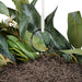 NSIMG-SHA256:22d200c3f0dac5085405ca044447106f049c5edc03f0fa77a5435a1fa499388f · Isalbi Rogue Pitaya Eucalyptus Wreath Pink