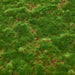 NSIMG-SHA256:cdc0582a2fe9e477512783986b337014ed6d357234095867a60824d94a596c35 · Isalbi Rogue Moss Mat Green