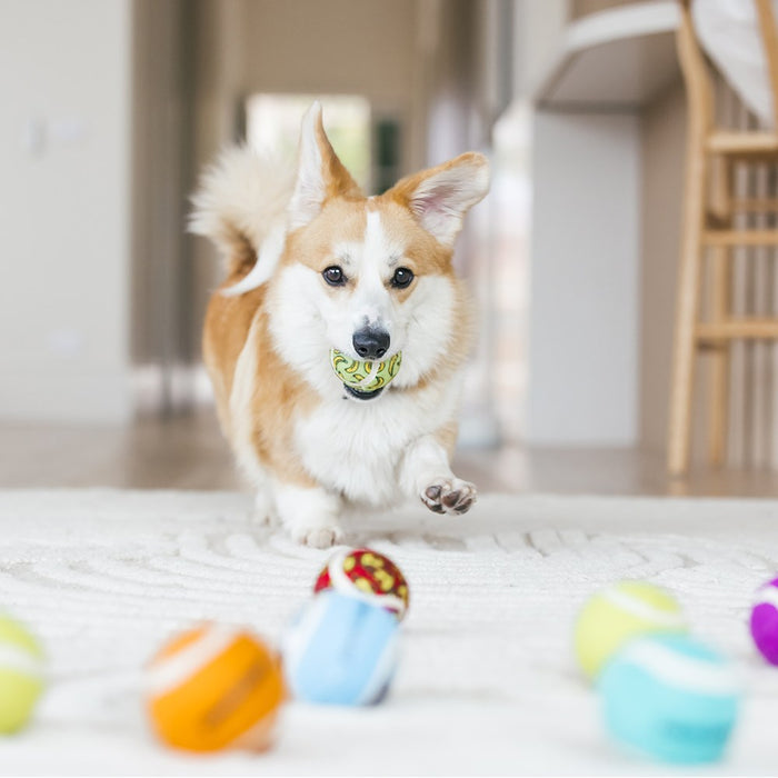 Paws & Claws TENNIS BALLS 3PK 6CM COLOURS 2-TONE
