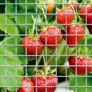 Rally Premium Heavy Welded Wire Mesh Collection - Multiple Sizes from 50x75mm to 100x100mm, Thickness 2mm-2.5mm, Lengths 900mm-1800mm - Ideal for Industrial & Commercial Use
