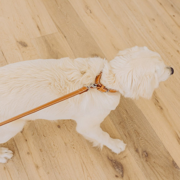 Paws & Claws LEATHER LOOK PADDED DOG LEAD W/ STITCH DETAIL COLS 120X2CM
