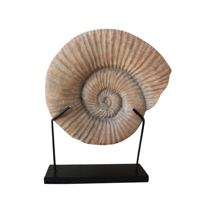 2 set Conch Fossil on Stand