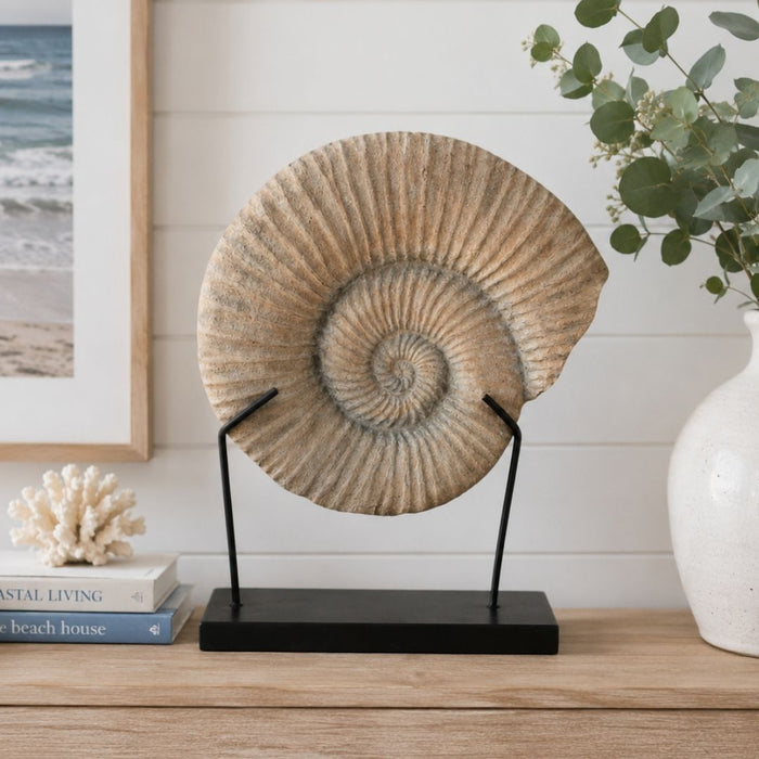 2 set Conch Fossil on Stand