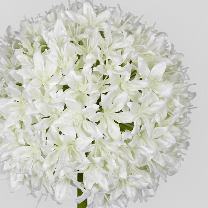 Allium Flower White