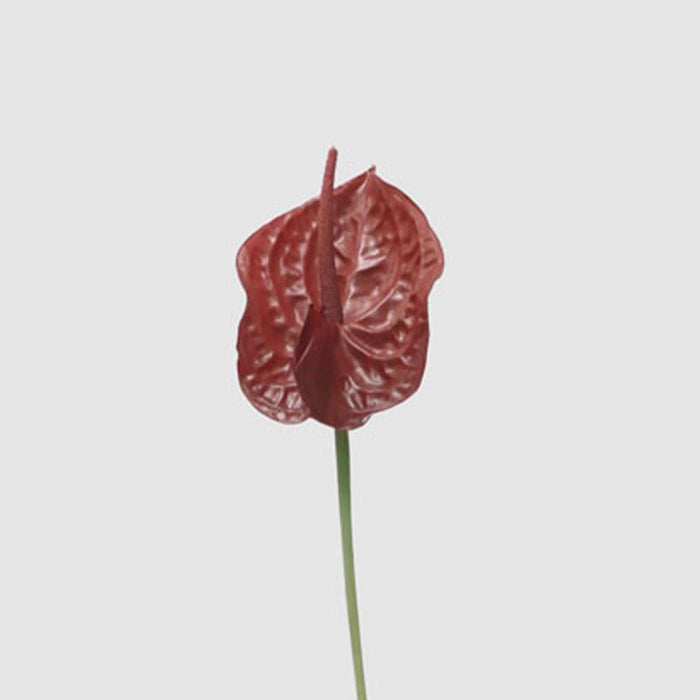 Anthurium Lily Real Touch Burgundy 12 pcs