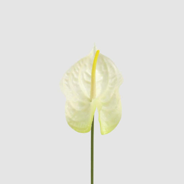 Anthurium Lily Real Touch White 12 pcs
