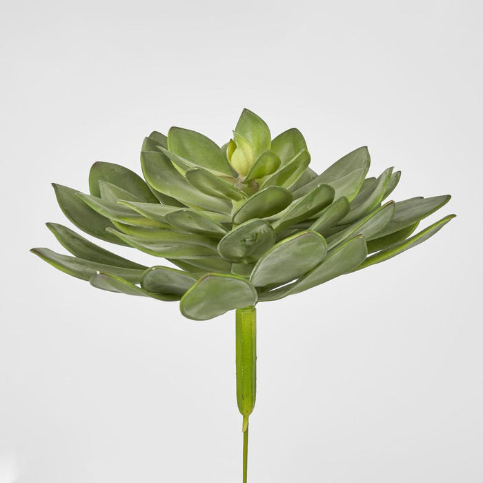 Aeonium succulent Stem LGE