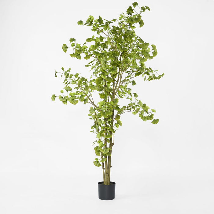 Ginko Tree Potted 1.8m