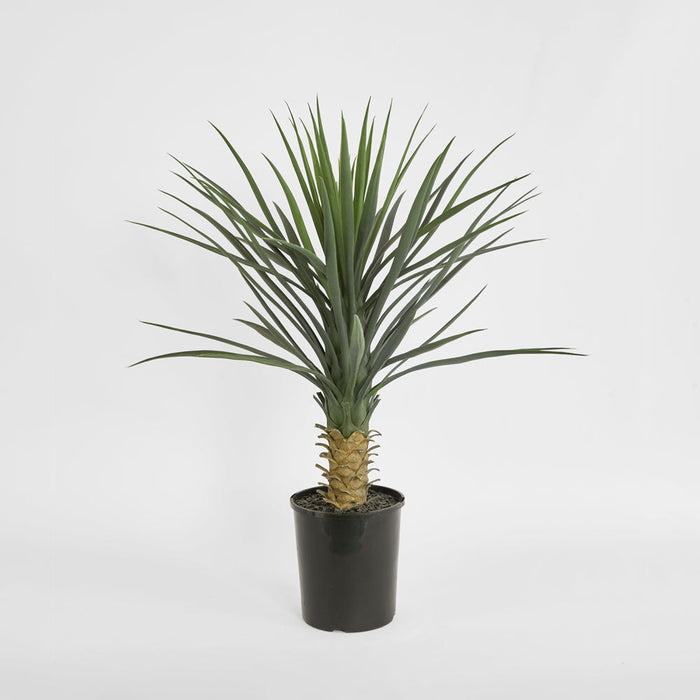 Yucca rostrata in pot