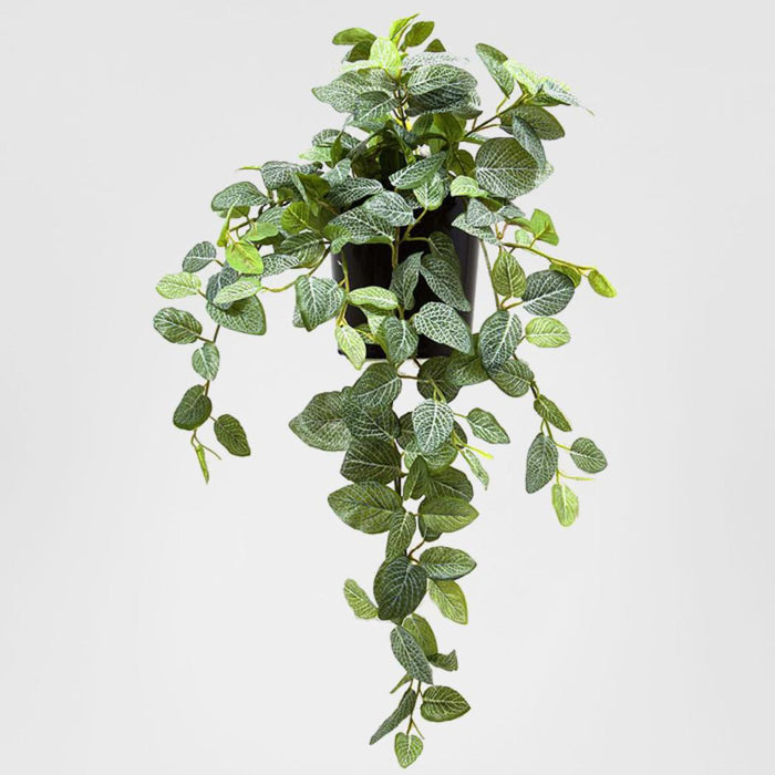 Peperoni Hanging Bush in Pot 40cm