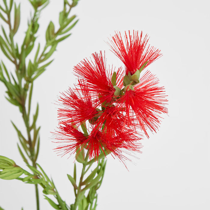 Bottle Brush Spray 84cm Red