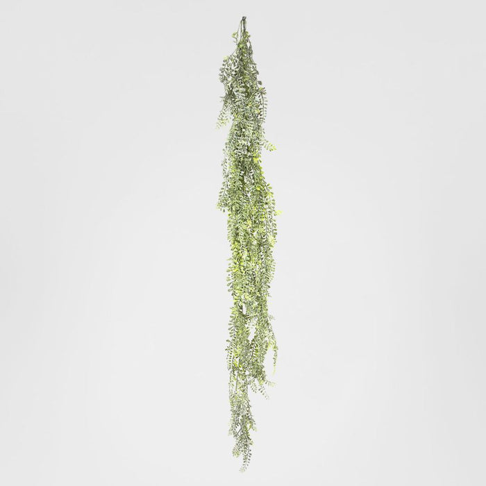 Wild Hanging Vetch Bush 1.6m
