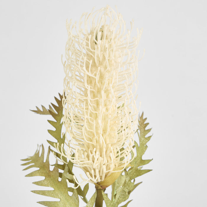 Dried Look Banksia Stem 75cm Cream 6 pcs