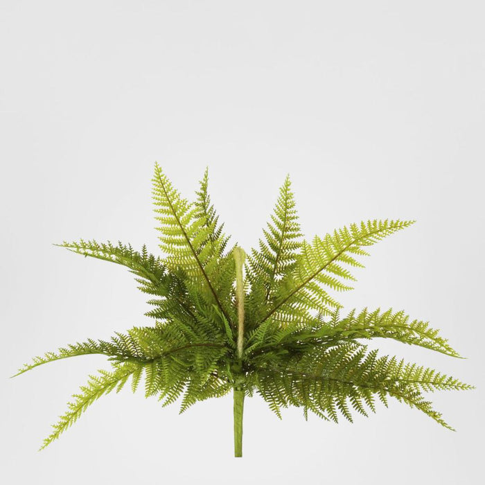 Boston Fern Bush 40cm