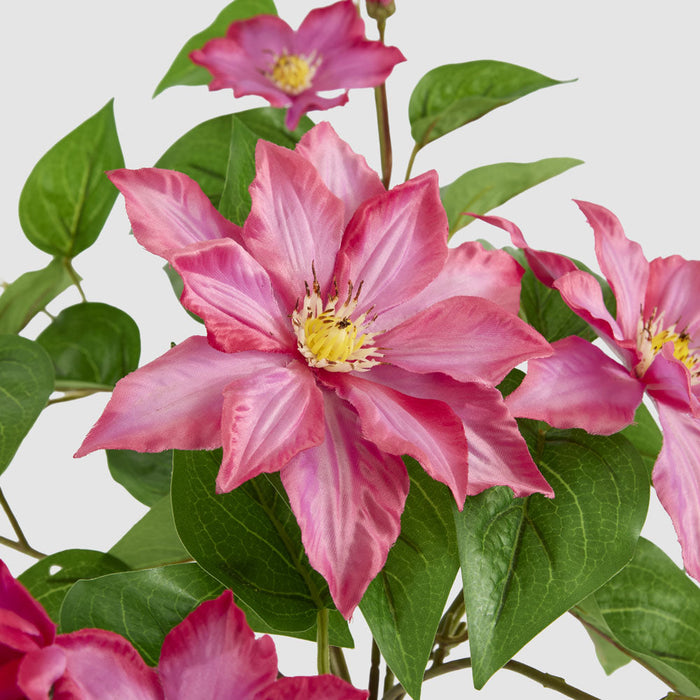 Trailing Clematis Bush Fuchsia UV Coated